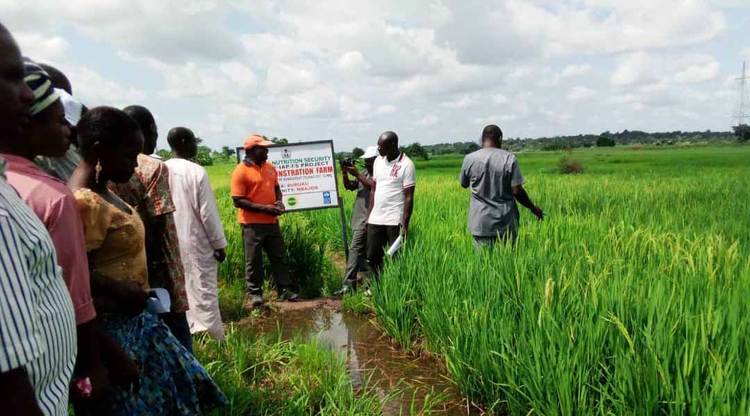 Les agriculteurs ayant participé à la parcelle de démonstration ont salué le projet RFS Nigeria pour avoir initié leur communauté à des pratiques agricoles plus durables et plus productives et pour avoir fourni des intrants améliorés. Grâce aux nouvelles techniques, ils ont obtenu cette année une récolte exceptionnelle qui, selon les agriculteurs, devrait permettre d'améliorer les revenus et d'encourager davantage de jeunes à se lancer dans l'agriculture. M Audu Burga, un agriculteur de Kaltungo, a exprimé sa joie face à la récolte exceptionnelle de maïs, de riz, de soja, de sorgho et d'arachides cette année.