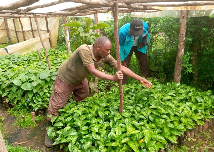 Peter Njoroge (left) receiving advice from a UTNWF extension officer at his tree nursery in Nyandarua county. Photo credit: John Mburu/UTNWF